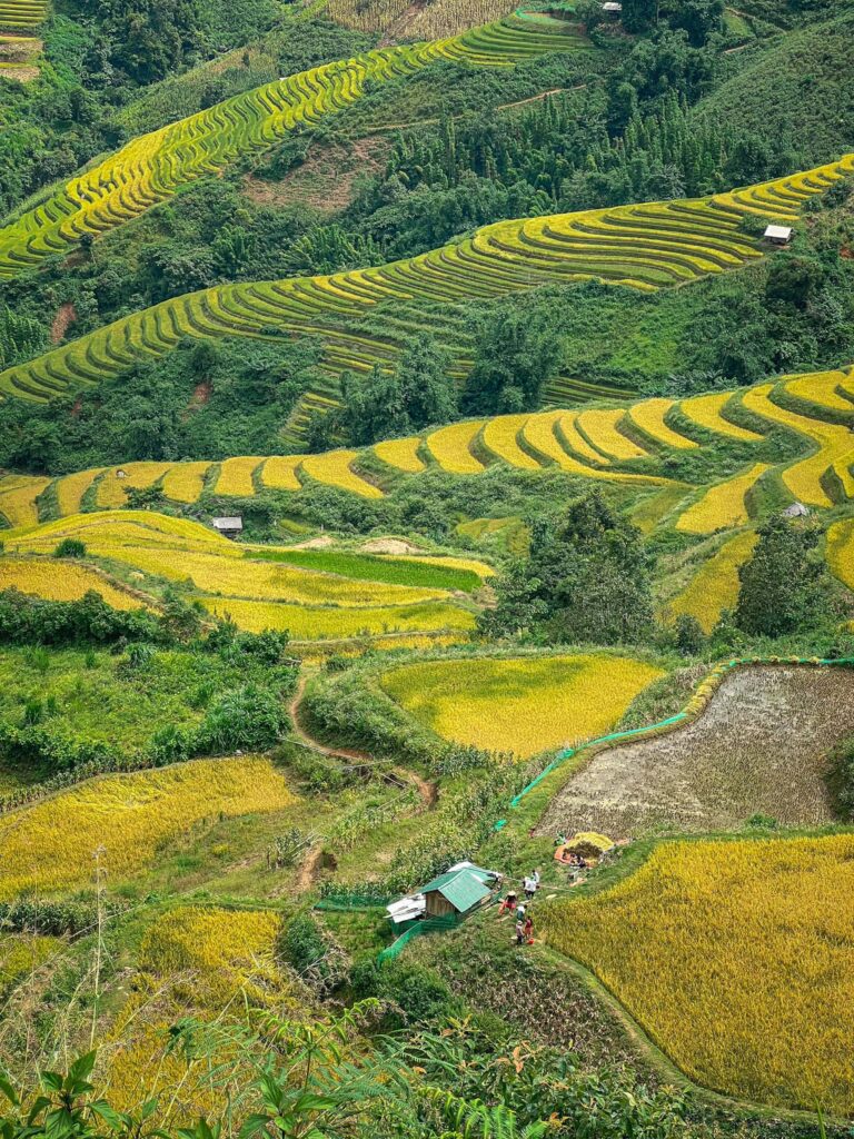 du lịch Tà Xùa khám phá Xím Vàng